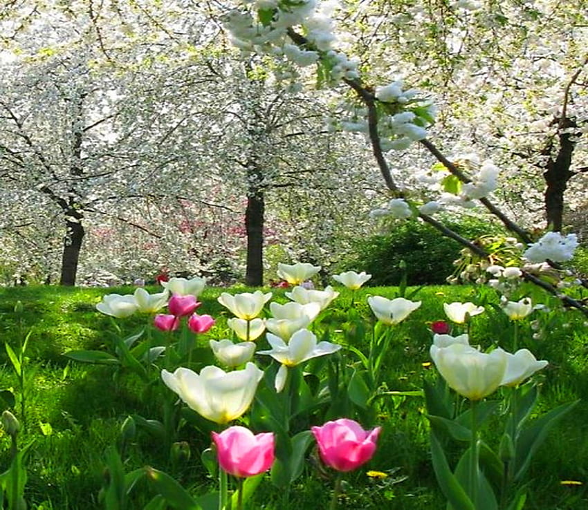 April Wald, Bäume, weiße Blüten, rosa Blumen, Frühling, Wald, weiße Blumen HD-Hintergrundbild