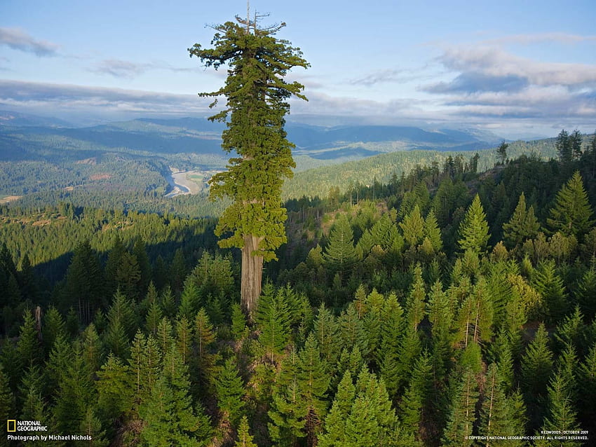 Хиперион, брегова секвоя (sequoia sempervirens), най-високото дърво, Гигантска секвоя HD тапет