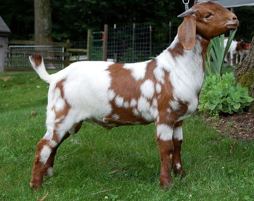 goat . Farm Animals. Goat , Goats, Cute Goat HD wallpaper