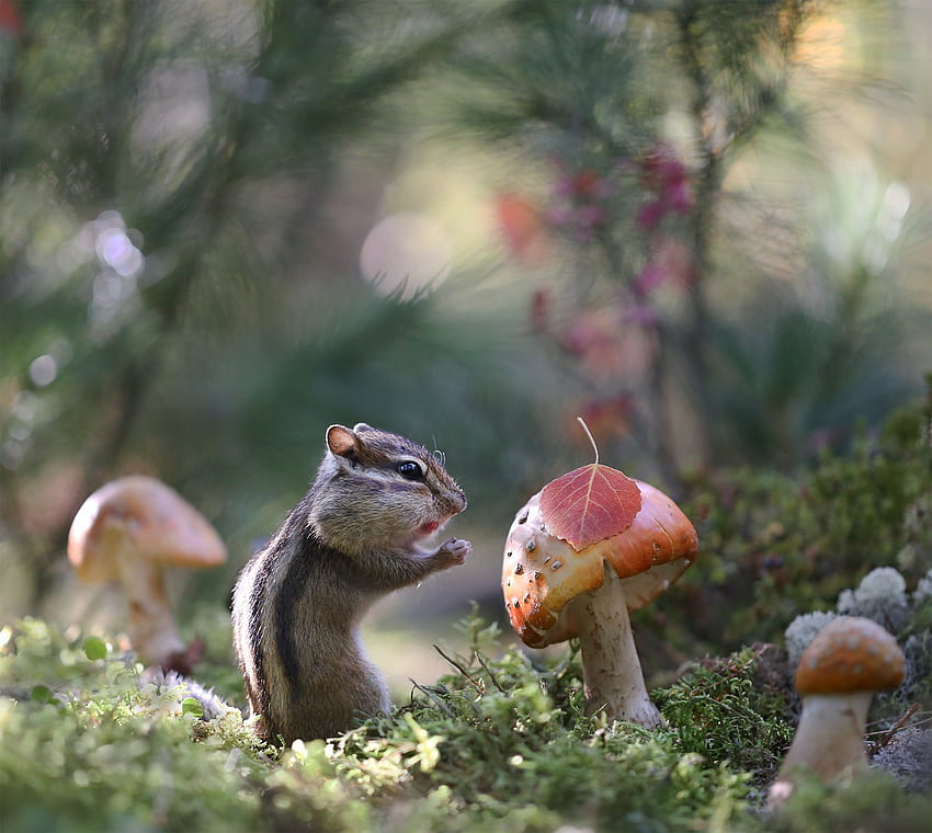 Chipmunk, animal, rouge, nature, ciuperca, champignon, veverita, écureuil, forêt Fond d'écran HD