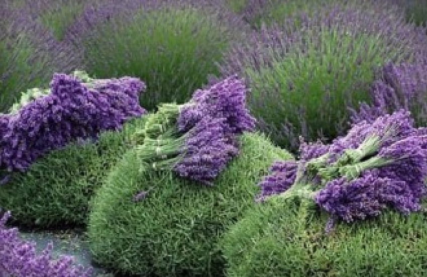 lavender yang indah, bidang, lavender, indah, alam, bunga Wallpaper HD