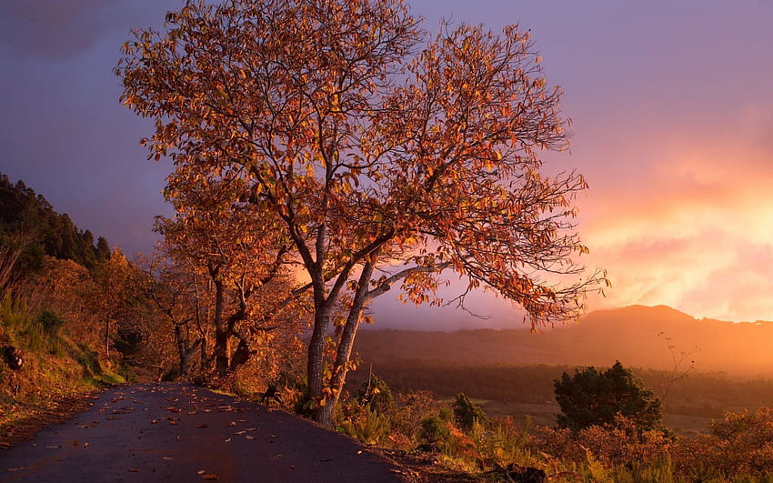 Nature, Trees, Sunset, Autumn, Foliage HD wallpaper