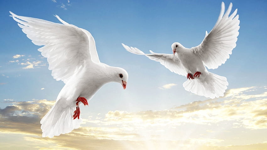 Animals, Sky, Pigeons, Shine, Light, Couple, Pair, Flight HD wallpaper