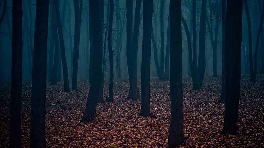 Forbidden Forest, Creepy Forest HD wallpaper