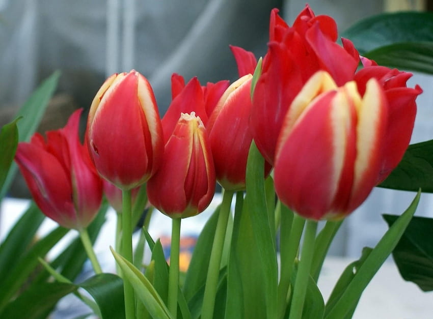 Flowers, Tulips, Close-Up, Greens, Bouquet, Spring HD wallpaper