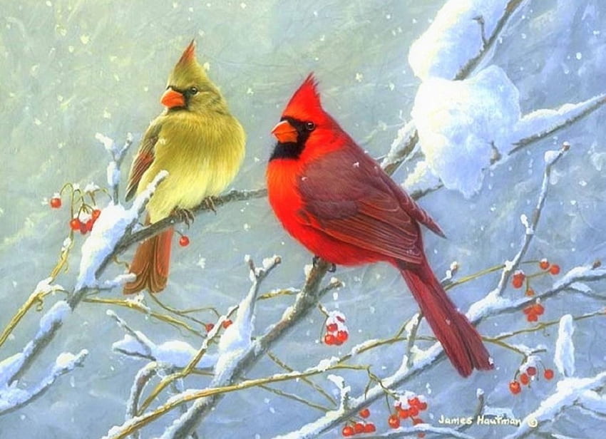 Winter Cardinals, winter, holidays, birds, love four seasons, animals, snow, nature, xmas and new year, cardinals HD wallpaper