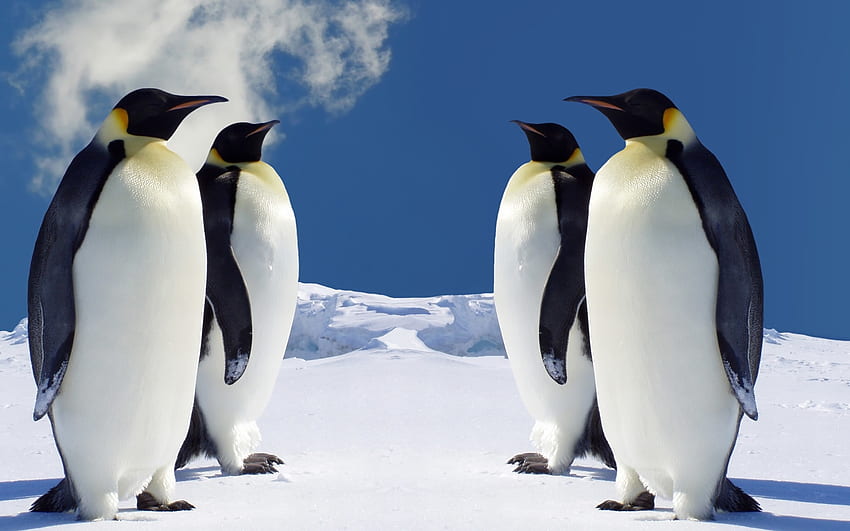 Pinguin untuk Windows Wallpaper HD