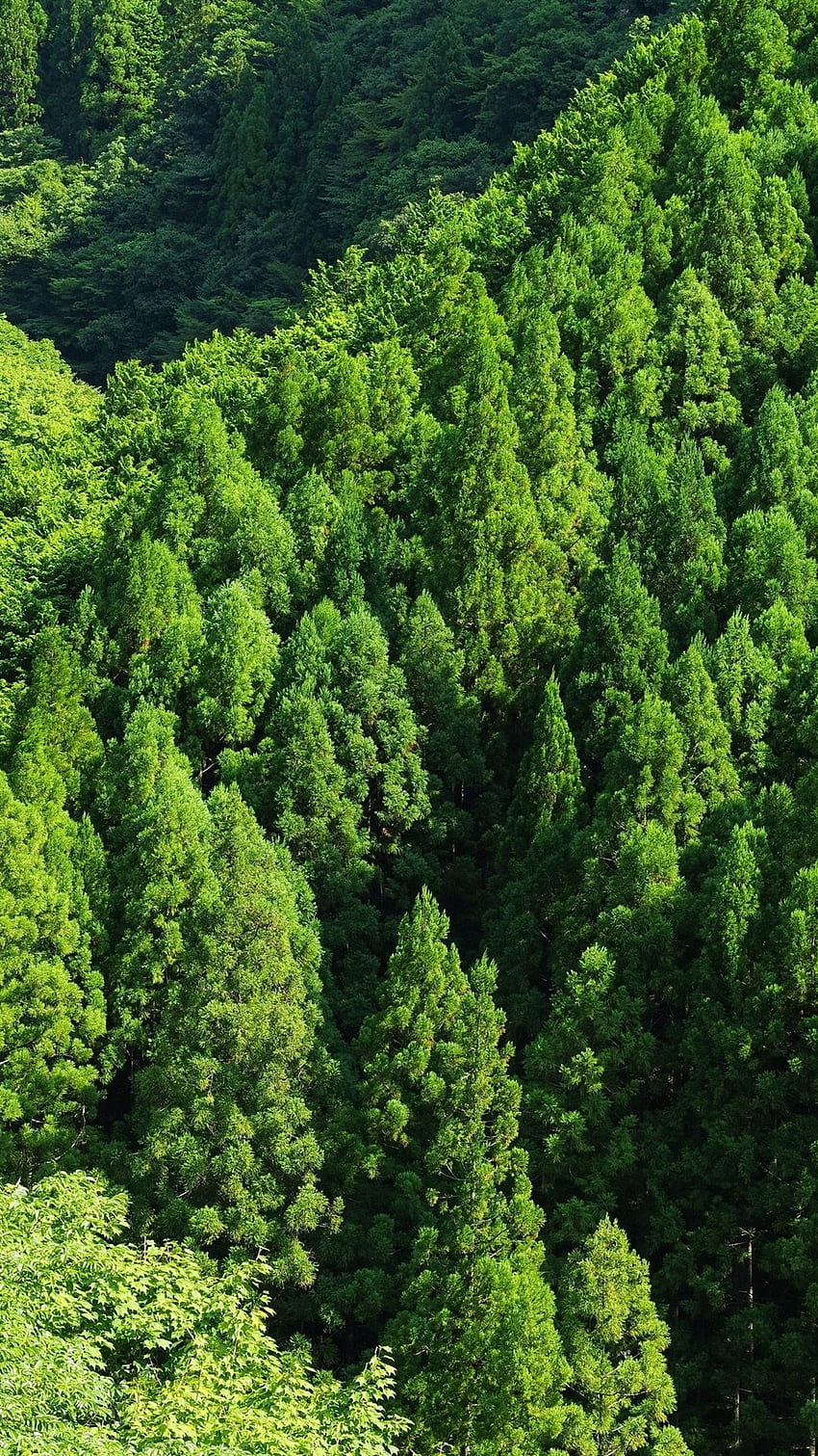 ป่าสีเขียว, ต้นไม้, มุมมองด้านบน IPhone 8 7 6 6S Plus, พื้นหลัง, ,, ป่าที่ดีที่สุด วอลล์เปเปอร์โทรศัพท์ HD