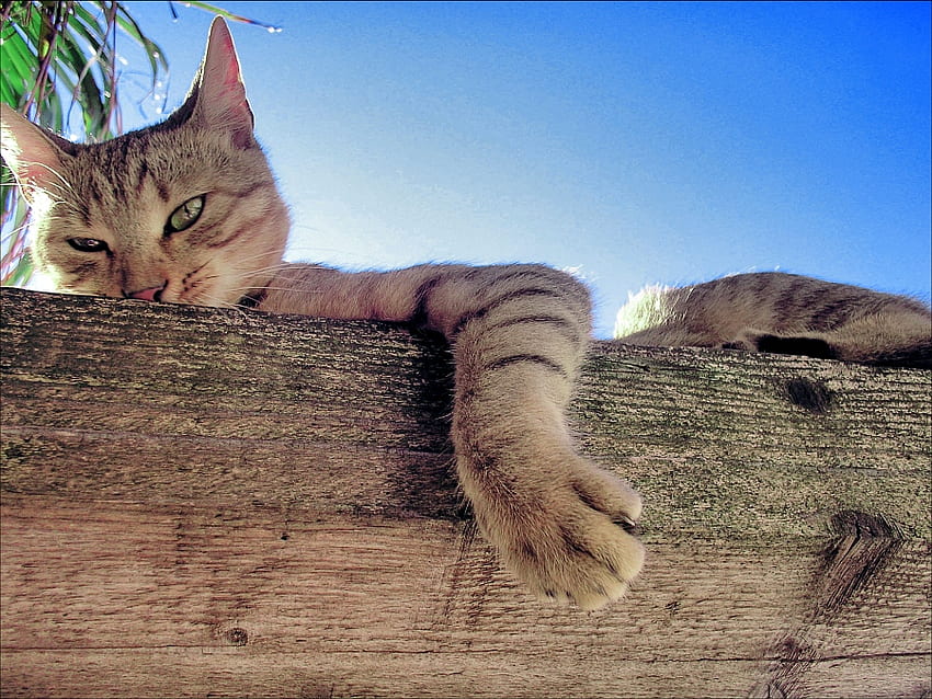 relax, o yes, kitten, relax, cat, nature HD wallpaper