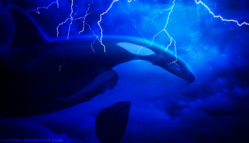 Killerwal und Hintergrund, Orca HD-Hintergrundbild