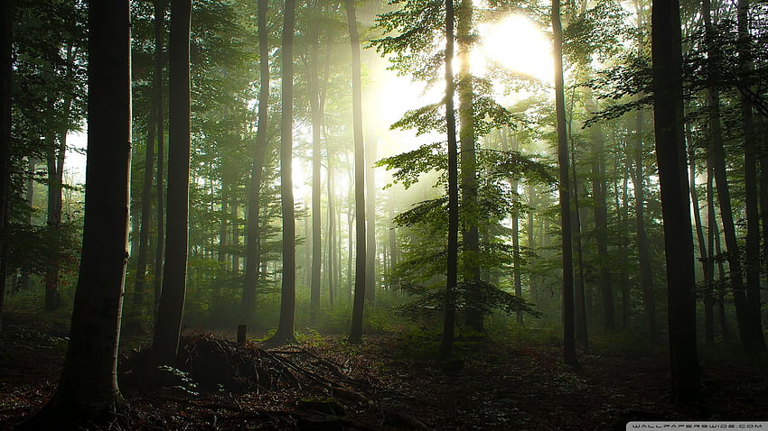 Nadelwald ❤ für Ultra TV, Wald voll HD-Hintergrundbild