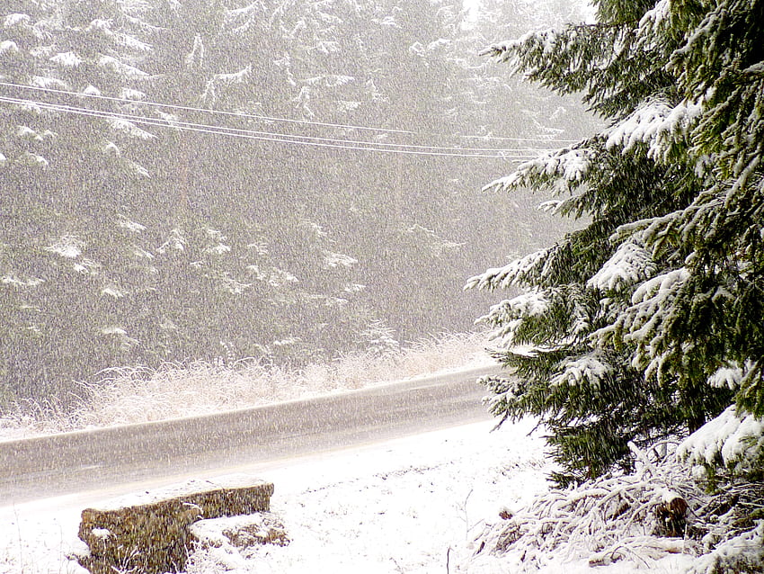 Untergang, Weiß, Tannen, Schneefall, Schnee, Grün, Bäume, Schneeflocken, Berge, Wald HD-Hintergrundbild