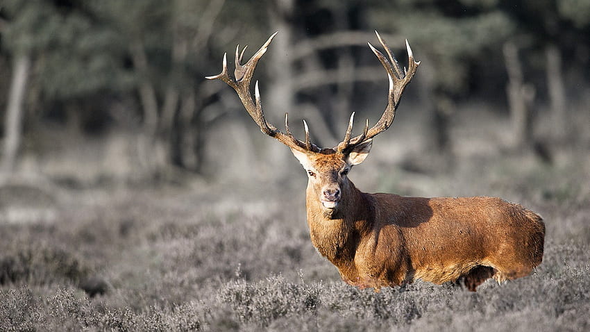 Great Deer, Tier, Cerbul, Stute, Carpatin HD-Hintergrundbild