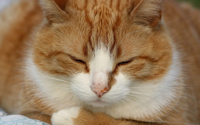 Śpiący kot, , ładny, śpiący, kot Tapeta HD