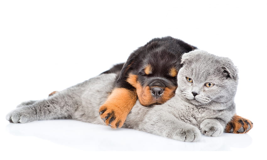 Cucciolo e gatto, cane, animale, bianco, grigio, gatto, pisica, cucciolo, coppia, caine, sonno Sfondo HD