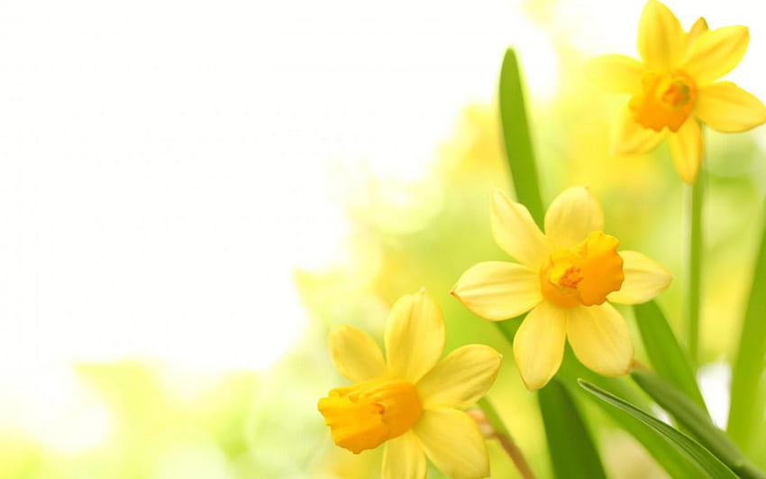 Żółte kwiaty - witaj marcowy baner na Facebooku - & tło Tapeta HD