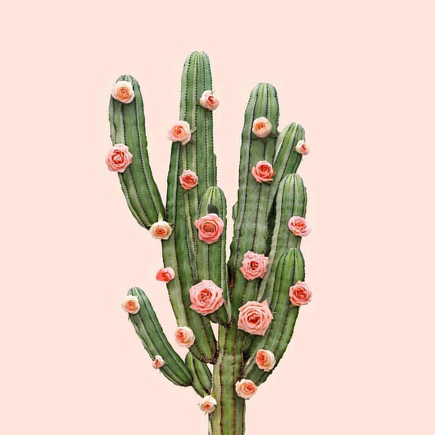 We will be in Mexico City tomorrow. We have some pretty fun things planned, follow our IG stories to see what we are up to. Cactus art, Cactus background, Cactus, Mexico Cactus HD phone wallpaper