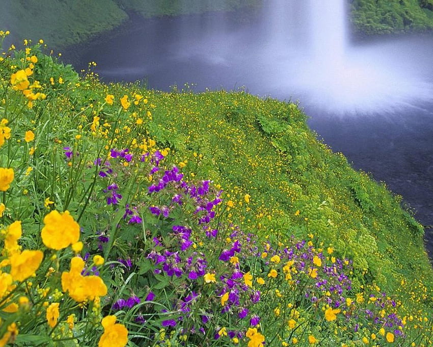 Полски цветя, водопади, цветя HD тапет