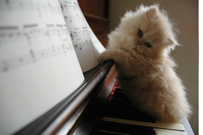 Музикант Коте, песни, музика, котка, пиано HD тапет