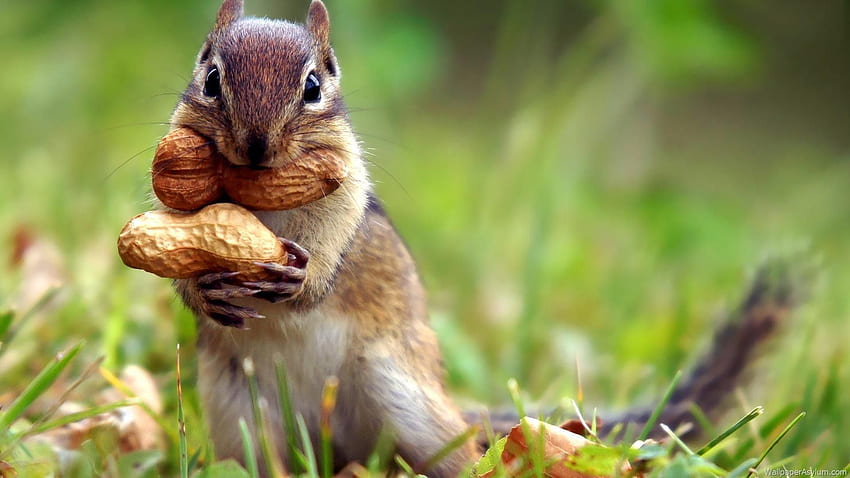 Cute Baby Squirrels [] HD wallpaper