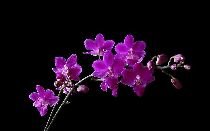 orkide, mor, doğa, çiçekler HD duvar kağıdı