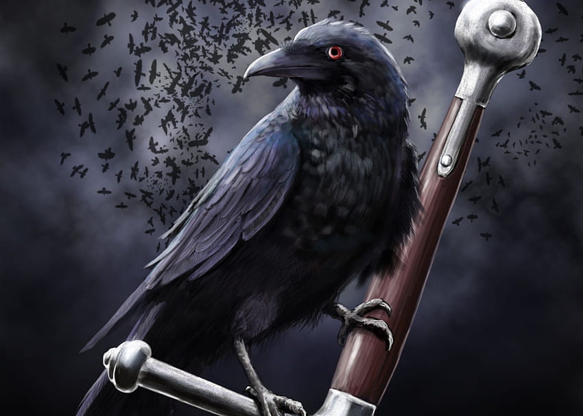 Black Crow, Cool Crow HD wallpaper