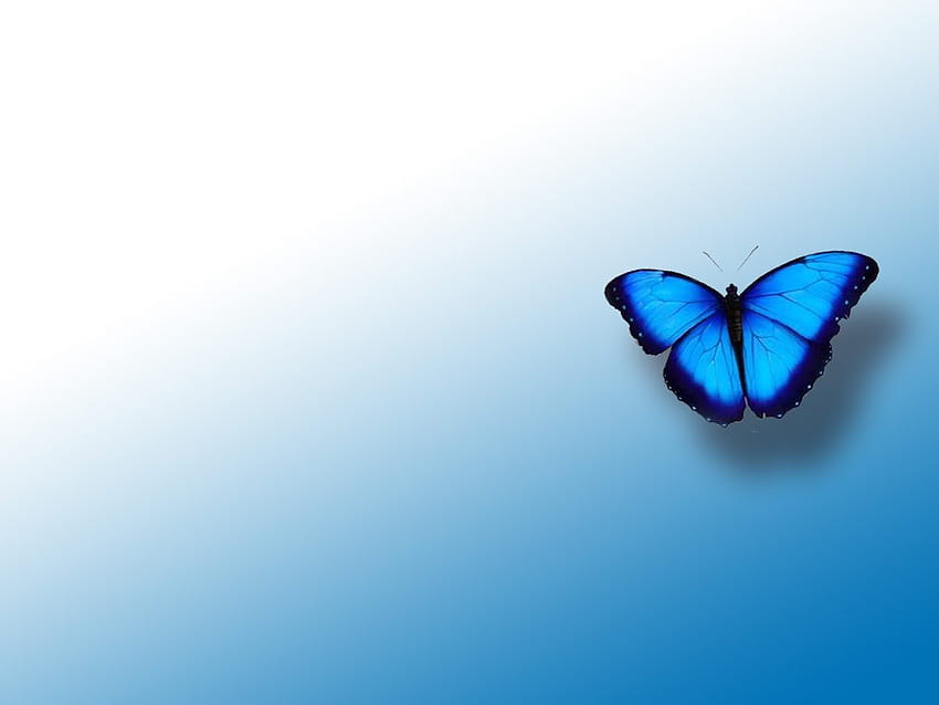 Blue Butterfly Blue Butterfly [] dla Twojego telefonu komórkowego i tabletu. Przeglądaj tło motyla. Niebieski motyl, motyl, ciemnoniebieski motyl Tapeta HD