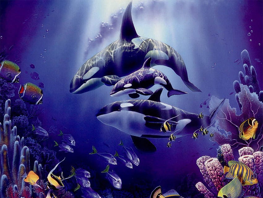 Killer Whale ,, Cute Whale HD wallpaper