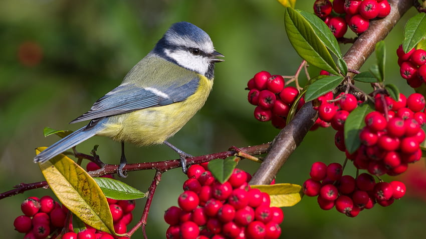 Little bird, Bird, Branch, Blue tit, Berries HD wallpaper