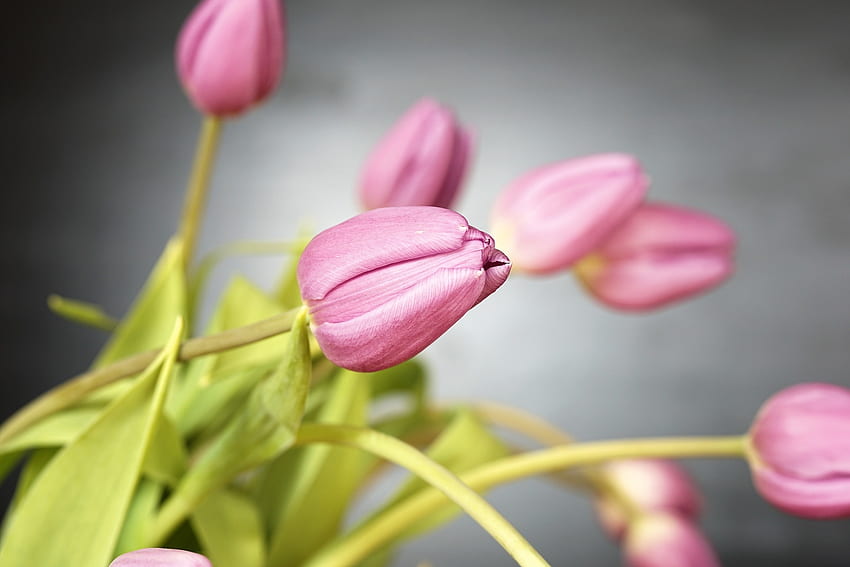 Tulip Mekar, merah muda, alam, bunga, tulip, musim semi Wallpaper HD