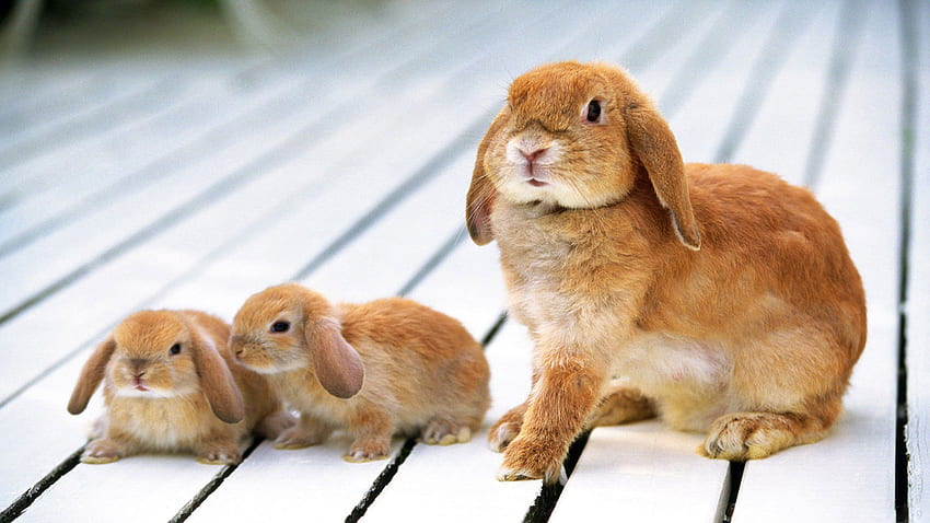 Animals, Young, Cubs, Rabbit, Floors HD wallpaper