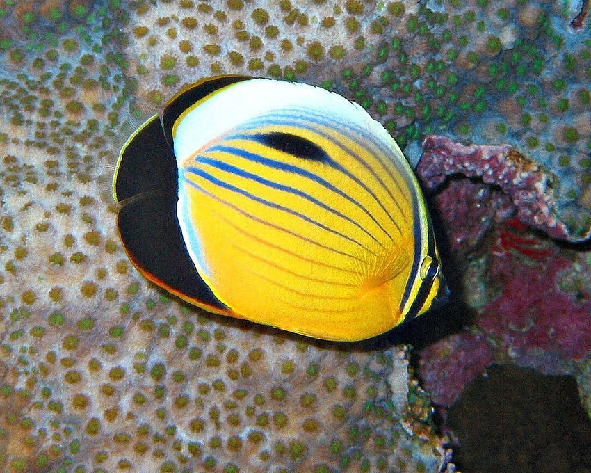 Il più grande pesce farfalla giallo Sfondo HD