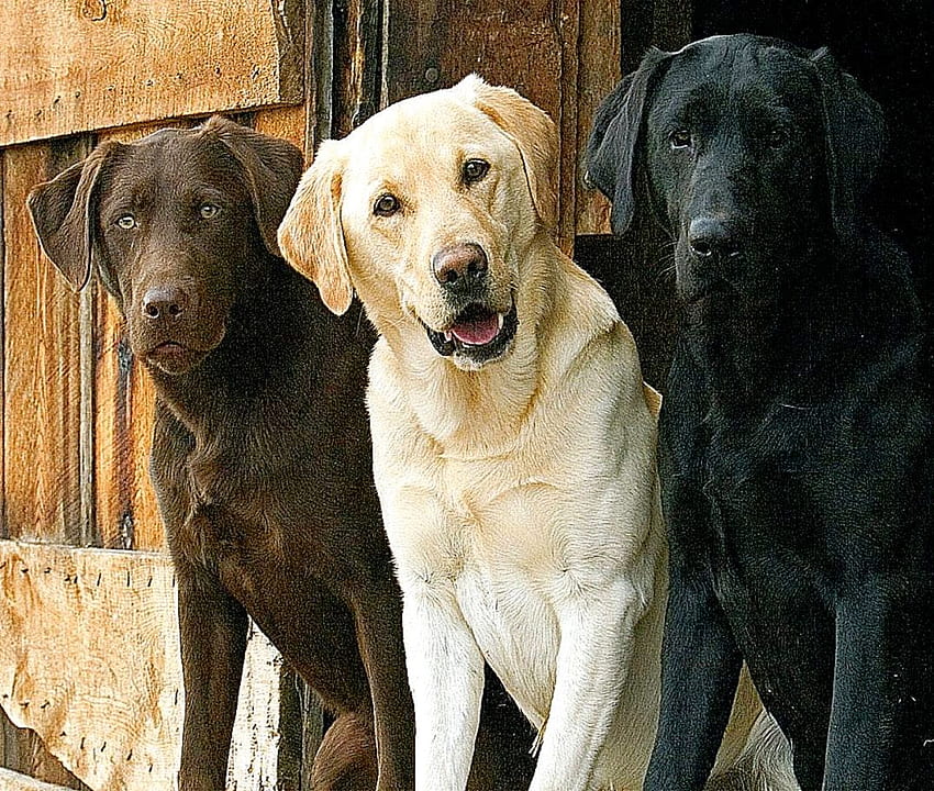 Black N Yellow Labrador Dog [] für Ihr , Handy und Tablet. Entdecken Sie den Schwarzen Labrador. Labrador-Welpe, schwarzer Labrador, Labrador-Grenze, schwarze Labrador-Welpen HD-Hintergrundbild