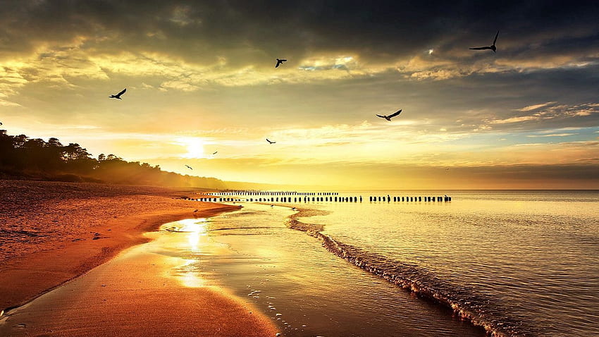 mare, spiaggia, natura, uccelli, tablet leggero, del laptop Sfondo HD