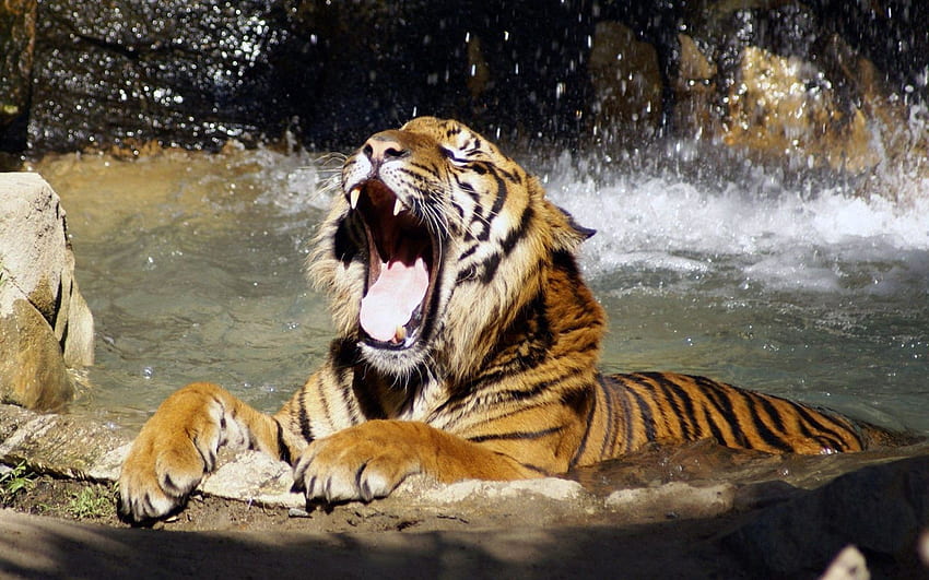 Tiere, Wasser, Grinsen, Schnauze, Raubtier, Tiger, Wut HD-Hintergrundbild