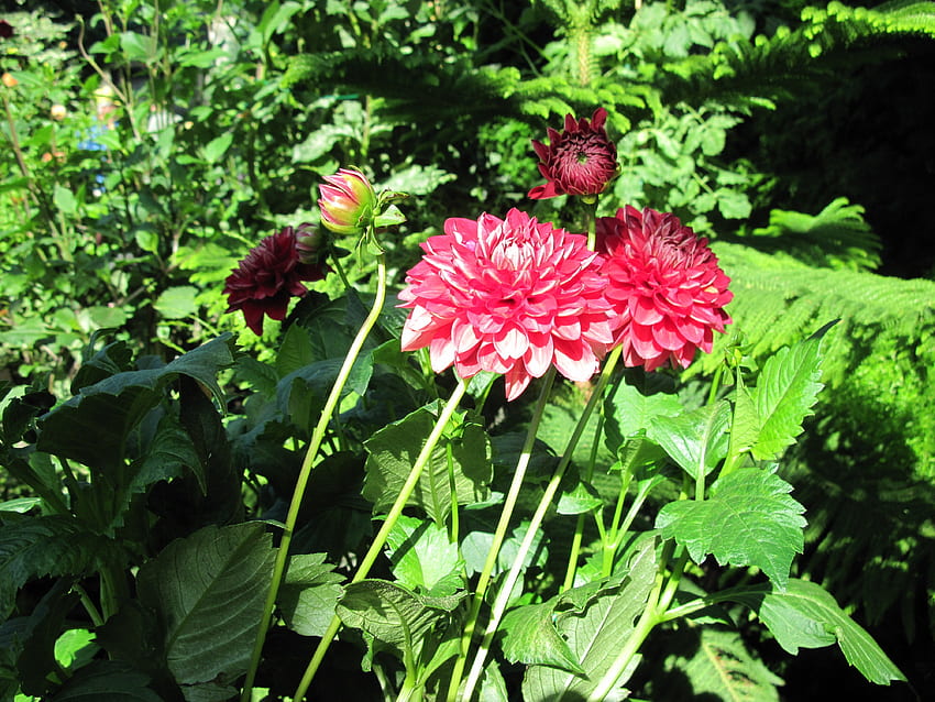 A fantastic day at Edmonton garden 18, leaves, graphy, green, red, Flowers, dahlia HD wallpaper