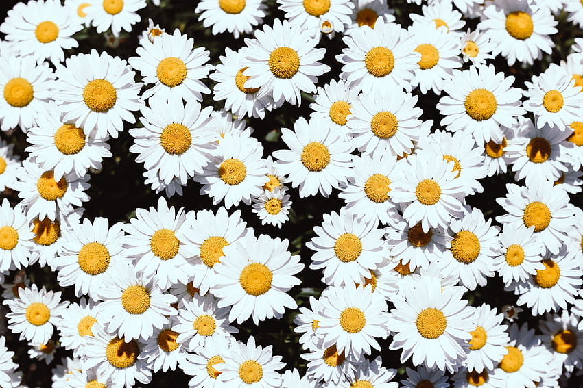 Pflanzen, Blumen, Kamille, Blüte, Blüte HD-Hintergrundbild
