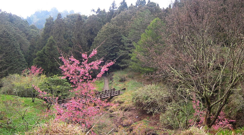hermosa naturaleza, hermosa, flor de cerezo, puente, naturaleza, bosque fondo de pantalla
