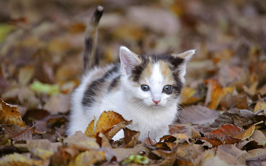 Zwierzęta, jesień, kotek, kotek, liście, wspinaczka, funky, przestraszony Tapeta HD