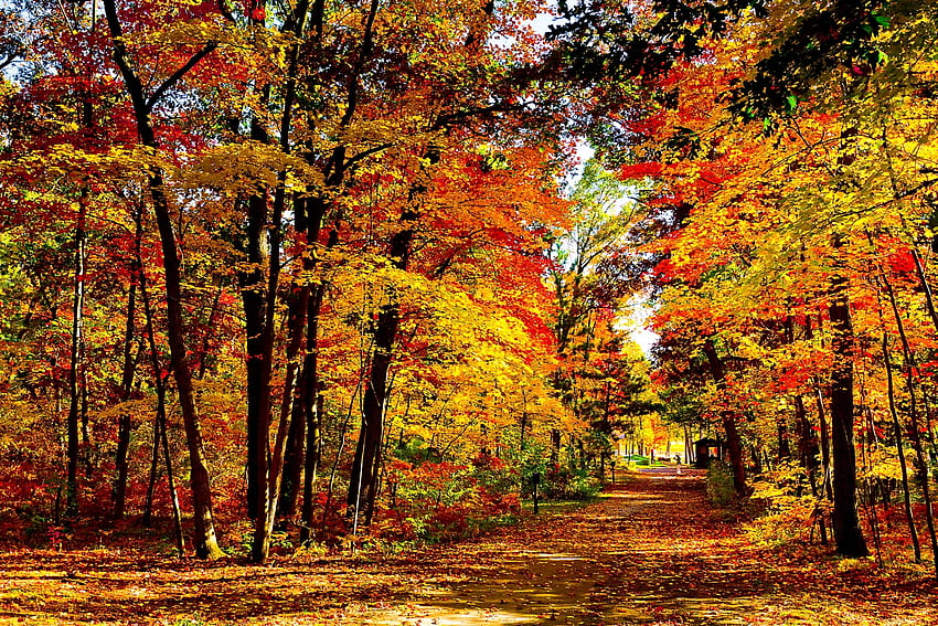 木, 自然, 秋, アメリカ合衆国, 道路, フォレスト, 落葉, 米国, 明るく, ウィスコンシン州 高画質の壁紙