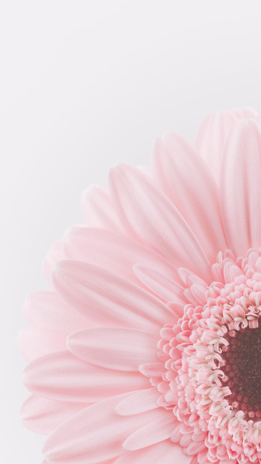 500+ Pink Flowers Pictures [HD] | Download Free Images on Unsplash