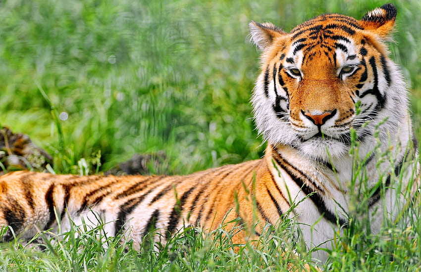 Tiere, Gras, hinlegen, liegen, Raubtier, Tiger HD-Hintergrundbild