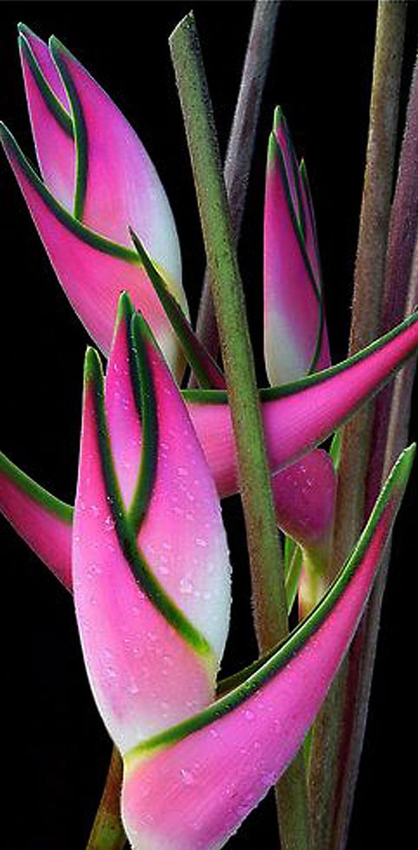 Pink heliconia HD phone wallpaper