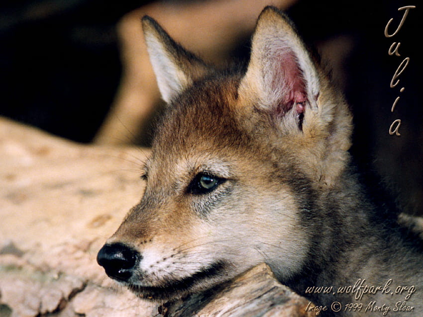 귀여운 아기 늑대 강아지, 졸린 강아지, 늑대, 아기 늑대, 강아지, 국립 야생 공원, 자연, 바위, 귀여운 동물 HD 월페이퍼
