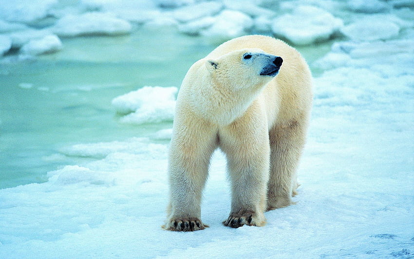 Animali, Neve, Passeggiata, Antartide, Orso polare Sfondo HD
