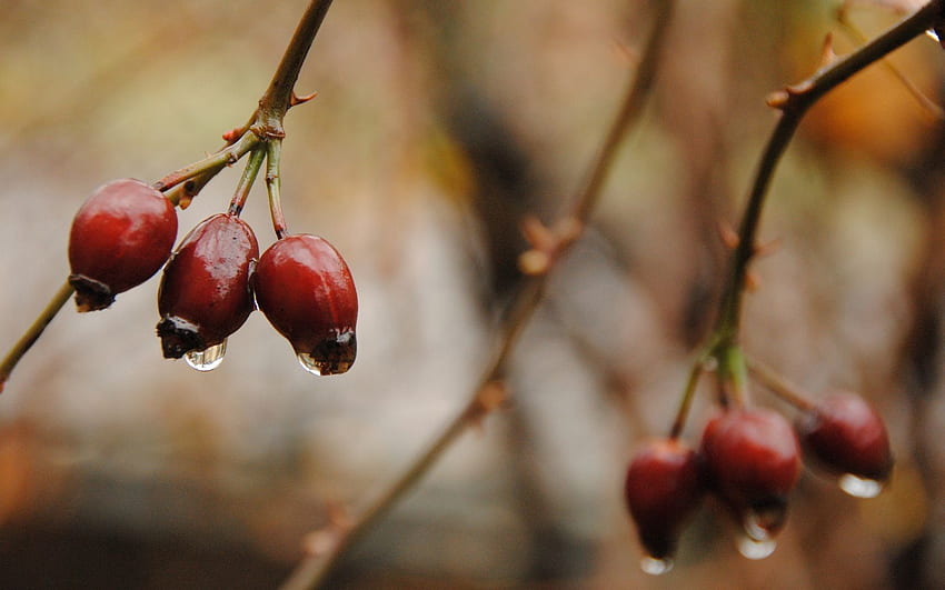 Autumn, Drops, Berries, Macro, Twig, Sprig HD wallpaper