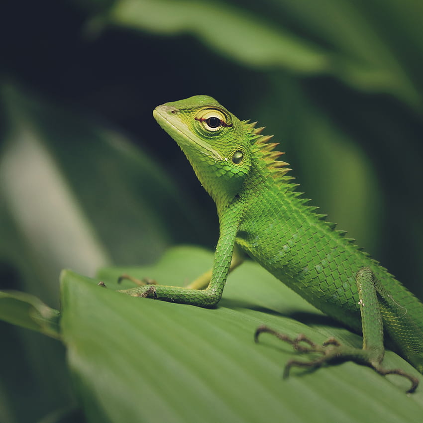 Tiere, Makro, Eidechse, Reptil, grüne Eidechse HD-Handy-Hintergrundbild