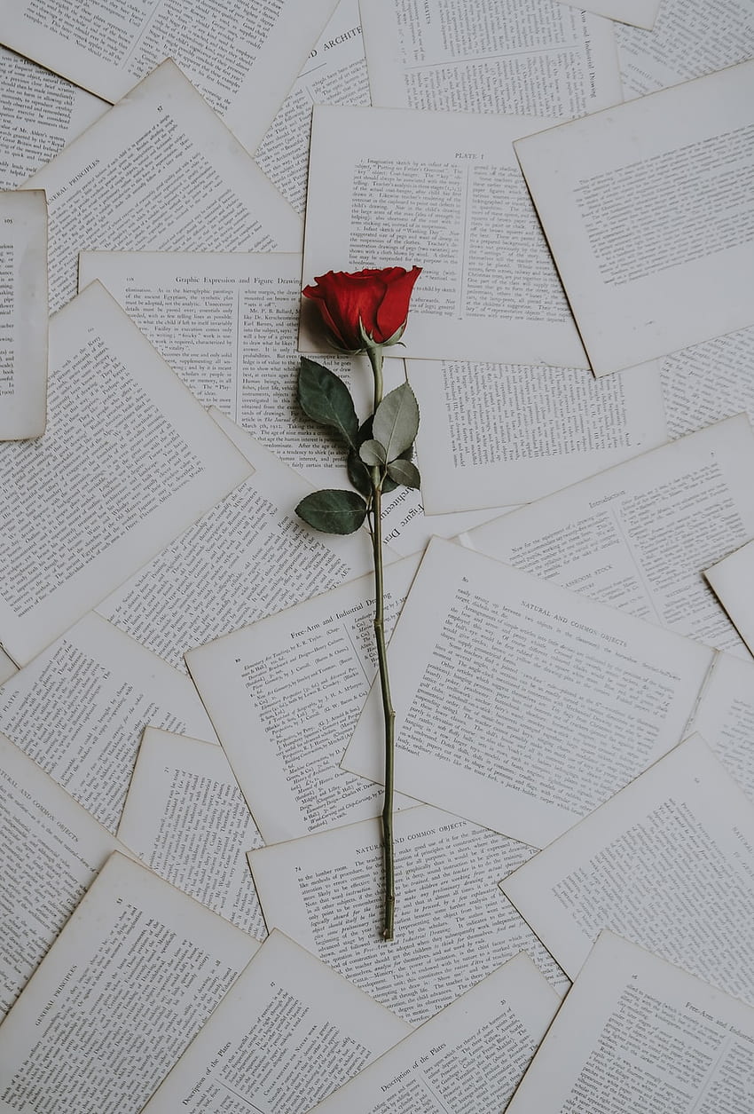 czerwona róża na kartkach książek – Flower, Black Red Rose Tapeta na telefon HD
