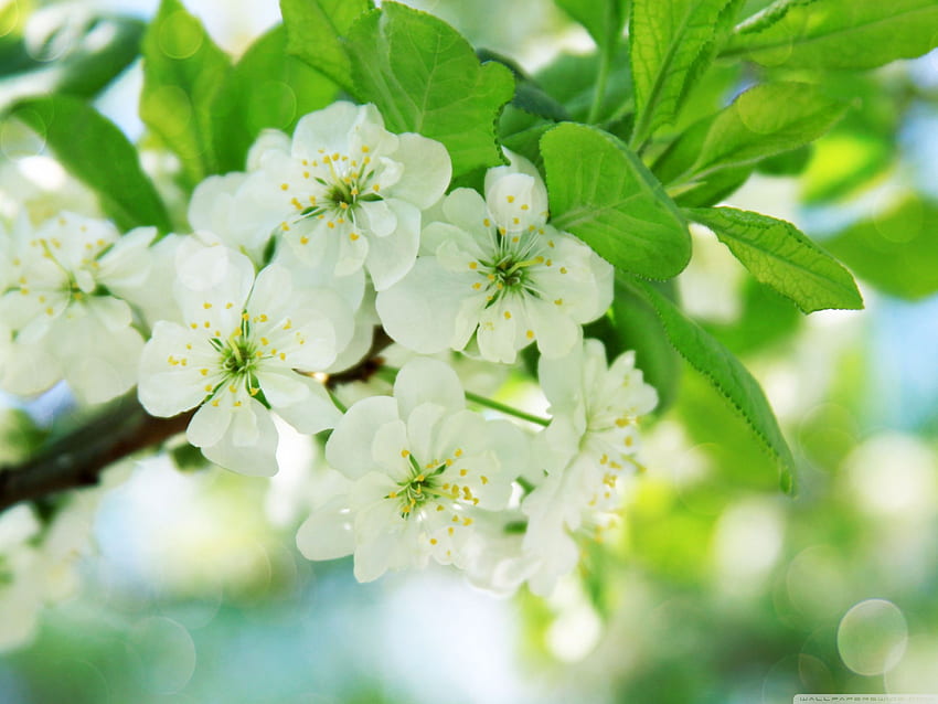 Pear Tree Flowers Ultra Background for U TV : Multi Display, Dual Monitor : Tablet : Smartphone HD wallpaper