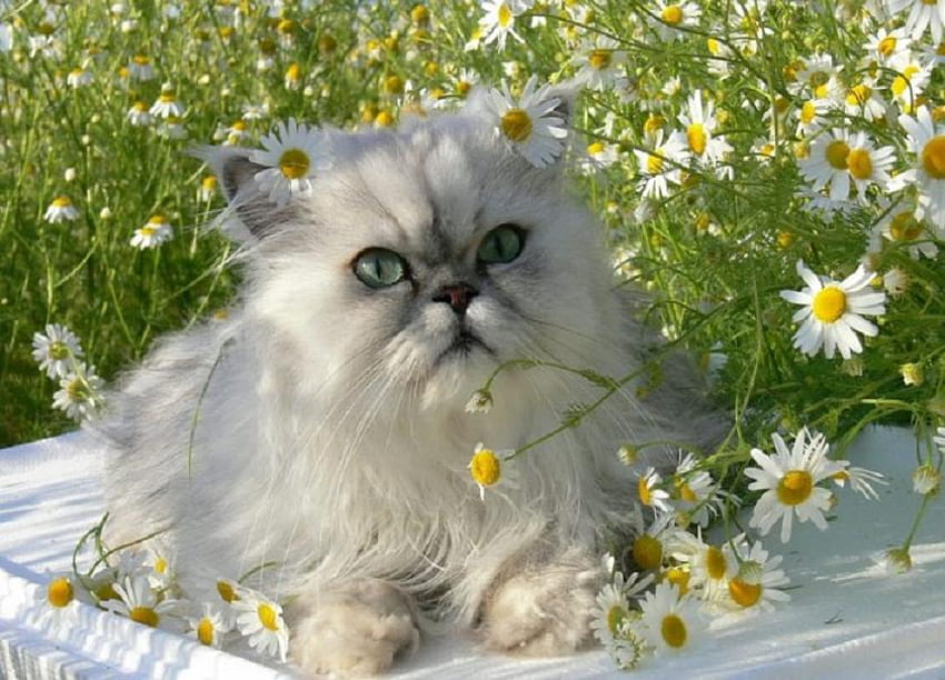 Benim Adım Daisy, yavru kedi, beyaz, gri, sevimli, farsça, papatyalar, kürk, sarı, çiçekler HD duvar kağıdı
